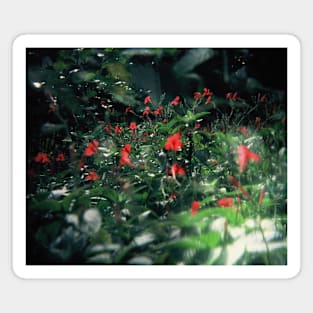 Upside Down Multiple Shot Hibiscus Magnet